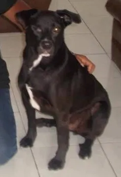 Cachorro raça SRD idade 1 ano nome Tobias