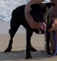 Cachorro raça SRD idade 1 ano nome Tobias