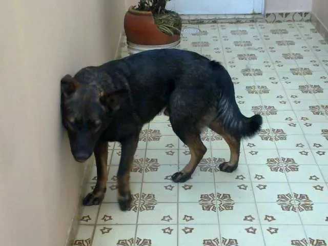 Cachorro ra a SRD-Mestiço de Pastor idade 1 ano nome ??