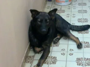 Cachorro raça SRD-Mestiço de Pastor idade 1 ano nome ??
