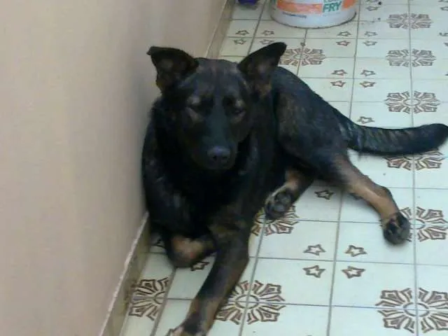 Cachorro ra a SRD-Mestiço de Pastor idade 1 ano nome ??