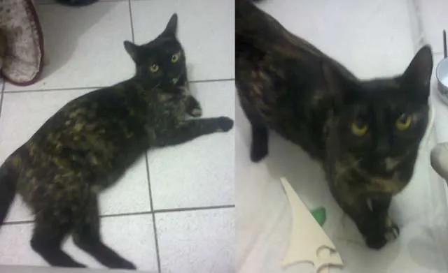 Gato ra a SRD idade 1 ano nome Kitty