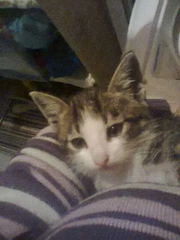 Gato ra a SRD idade 2 a 6 meses nome lindinha