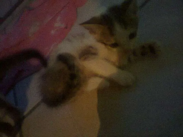 Gato ra a SRD idade 2 a 6 meses nome lindinha
