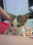 lindinha