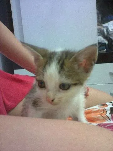 Gato ra a SRD idade 2 a 6 meses nome lindinha