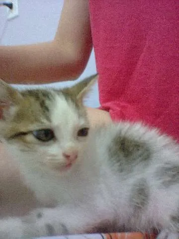 Gato ra a SRD idade 2 a 6 meses nome lindinha
