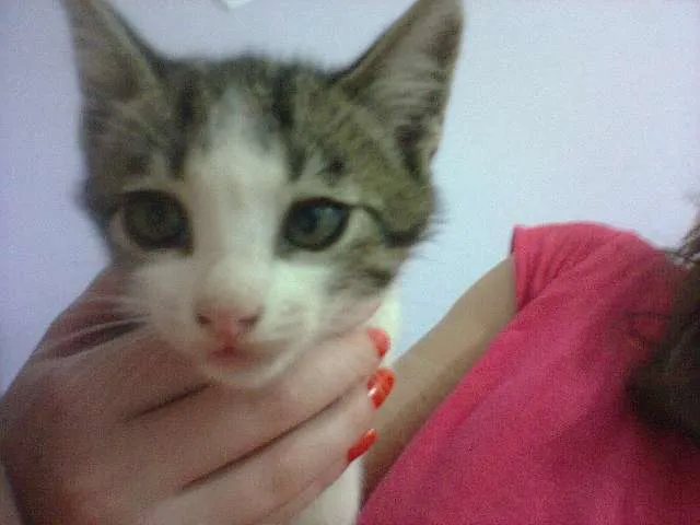 Gato ra a SRD idade 2 a 6 meses nome lindinha