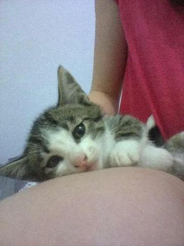 Gato ra a SRD idade 2 a 6 meses nome lindinha