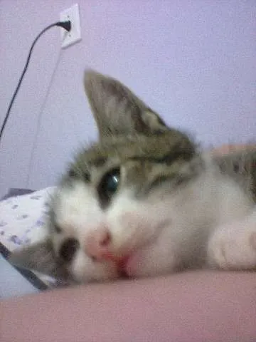 Gato ra a SRD idade 2 a 6 meses nome lindinha
