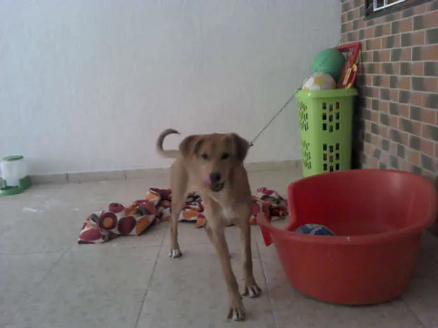 Cachorro raça SRD idade 2 a 6 meses nome Pipoca