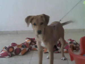 Cachorro raça SRD idade 2 a 6 meses nome Pipoca