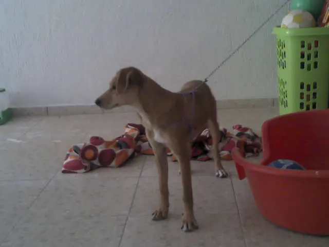 Cachorro raça SRD idade 2 a 6 meses nome Pipoca