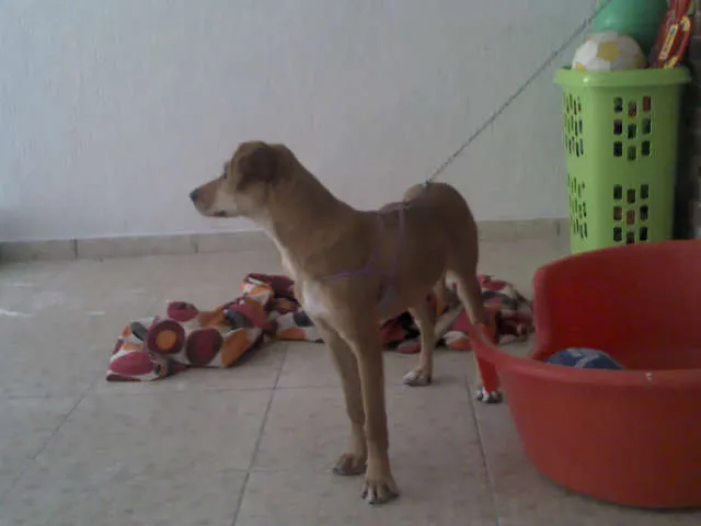 Cachorro raça SRD idade 2 a 6 meses nome Pipoca