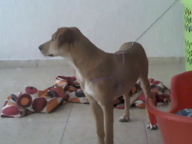 Cachorro raça SRD idade 2 a 6 meses nome Pipoca