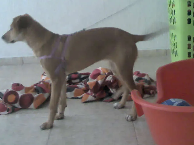 Cachorro raça SRD idade 2 a 6 meses nome Pipoca