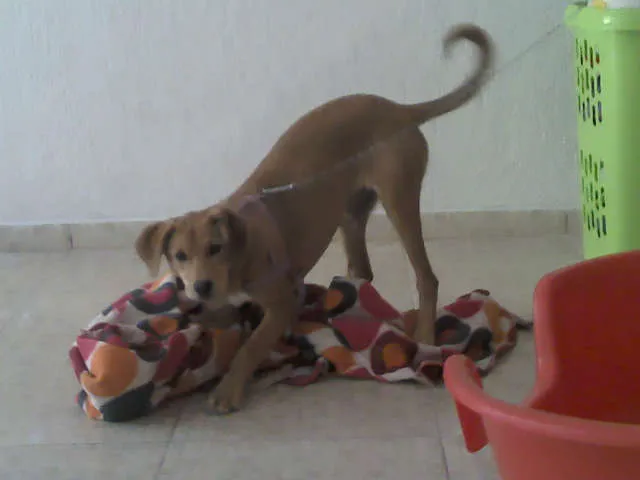 Cachorro raça SRD idade 2 a 6 meses nome Pipoca