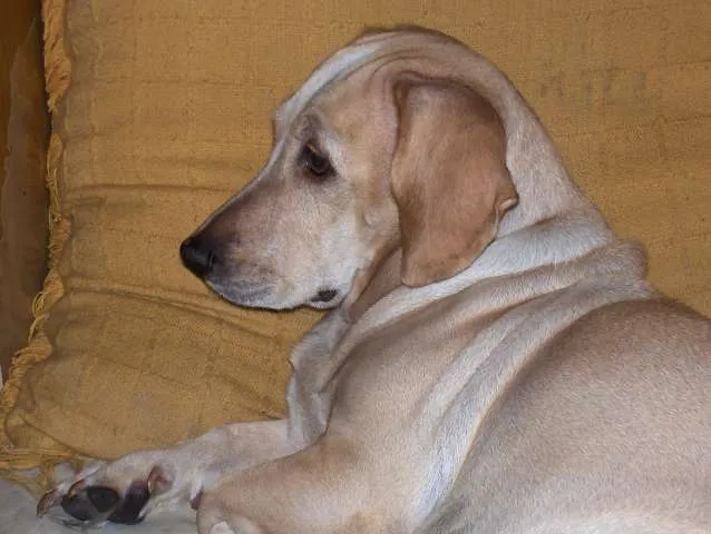 Cachorro ra a Meio Cocker idade 5 anos nome Karamellow