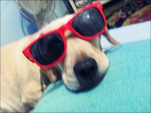 Cachorro ra a Meio Cocker idade 5 anos nome Karamellow