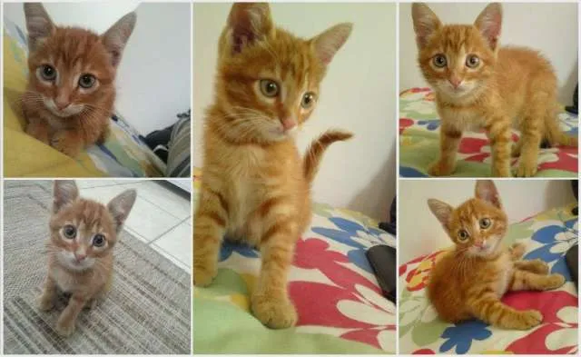 Gato raça Sem Raça Definida idade 2 a 6 meses nome Nero
