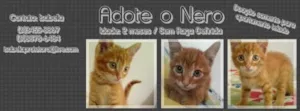 Gato raça Sem Raça Definida idade 2 a 6 meses nome Nero
