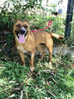 Cachorro raça SRD idade 4 anos nome Flecha