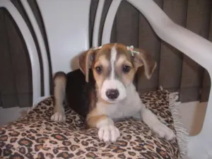 Cachorro raça SRD idade 2 a 6 meses nome Aninha