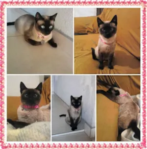 Gato raça Siamês idade 1 ano nome JULIETA