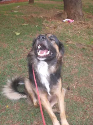 Cachorro raça SRD idade 2 anos nome SEM NOME