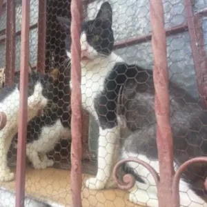 Gato raça SRD idade 2 anos nome 30 GATOS PRECISAM D