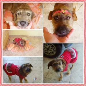 Cachorro raça SRD idade 1 ano nome MEL