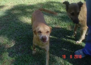 Cachorro raça SRD idade 2 anos nome Suzy