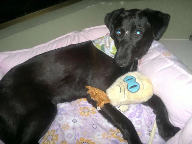 Cachorro ra a SRD idade 1 ano nome NINA