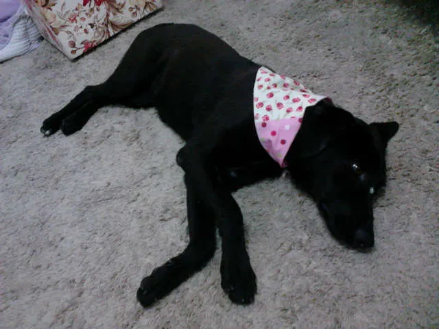 Cachorro ra a SRD idade 1 ano nome NINA