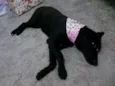 NINA