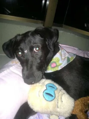 Cachorro raça SRD idade 1 ano nome NINA