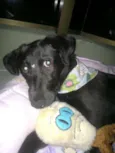 NINA