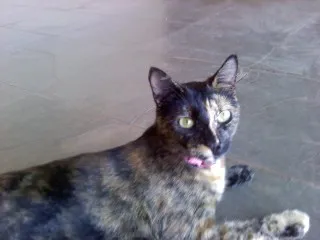 Gato ra a SRD idade 2 anos nome Marry