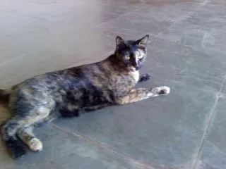 Gato ra a SRD idade 2 anos nome Marry