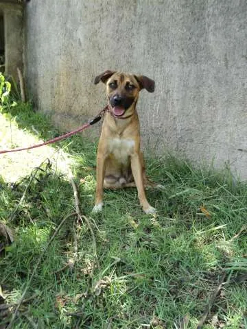 Cachorro ra a SRD idade 1 ano nome Elliot