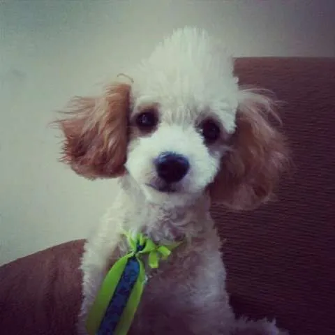 Cachorro ra a POODLE idade 7 a 11 meses nome MADRUGUINHA