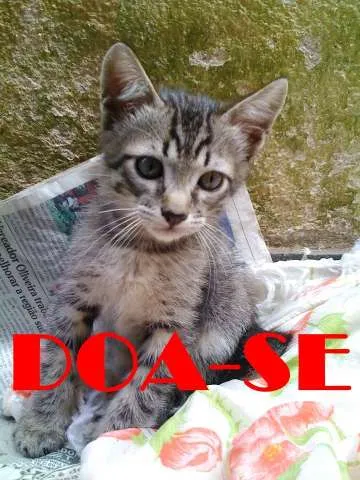 Gato ra a Vira Lata idade 2 a 6 meses nome Sem nome