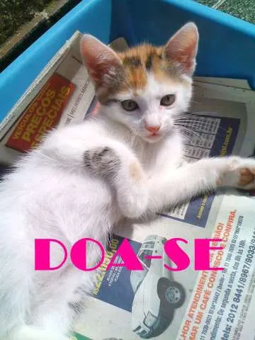 Gato ra a Vira Lata idade 2 a 6 meses nome Sem nome