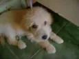 Bebês