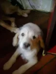 Bebês