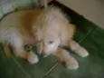 Bebês