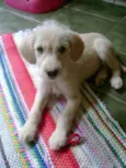 Bebês