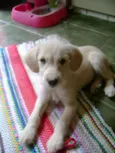 Bebês