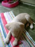 Bebês