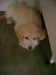 Bebês